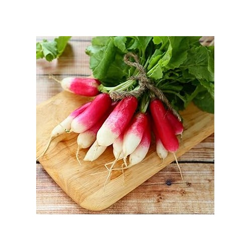 Radish Seeds for Planting [neera-v5-8680f3e8c6f265dd9b6a]