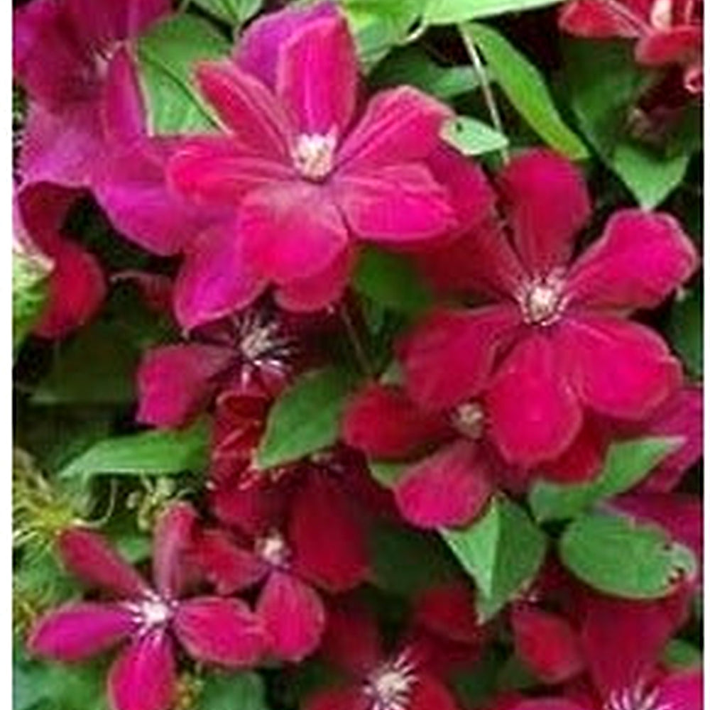 Heirloom Non-GMO Deep Red Clematis Flower Seeds [neera-v5-86835aea093fa0395e2c]