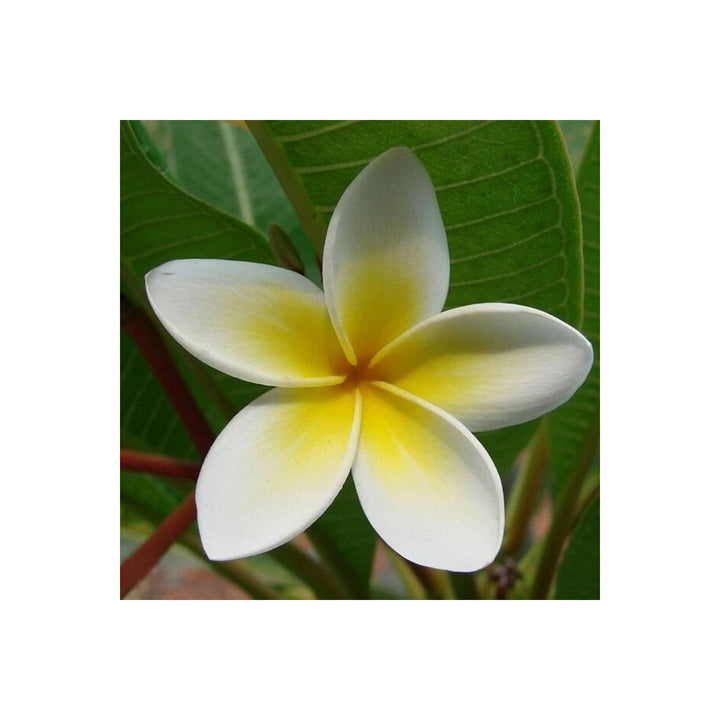Frangipani Plumeria Rubra Lei Flower For Planting Ideal For Tropical Home Garden Fragrant [neera-v5-86885f9dcffaf61a7fc1]