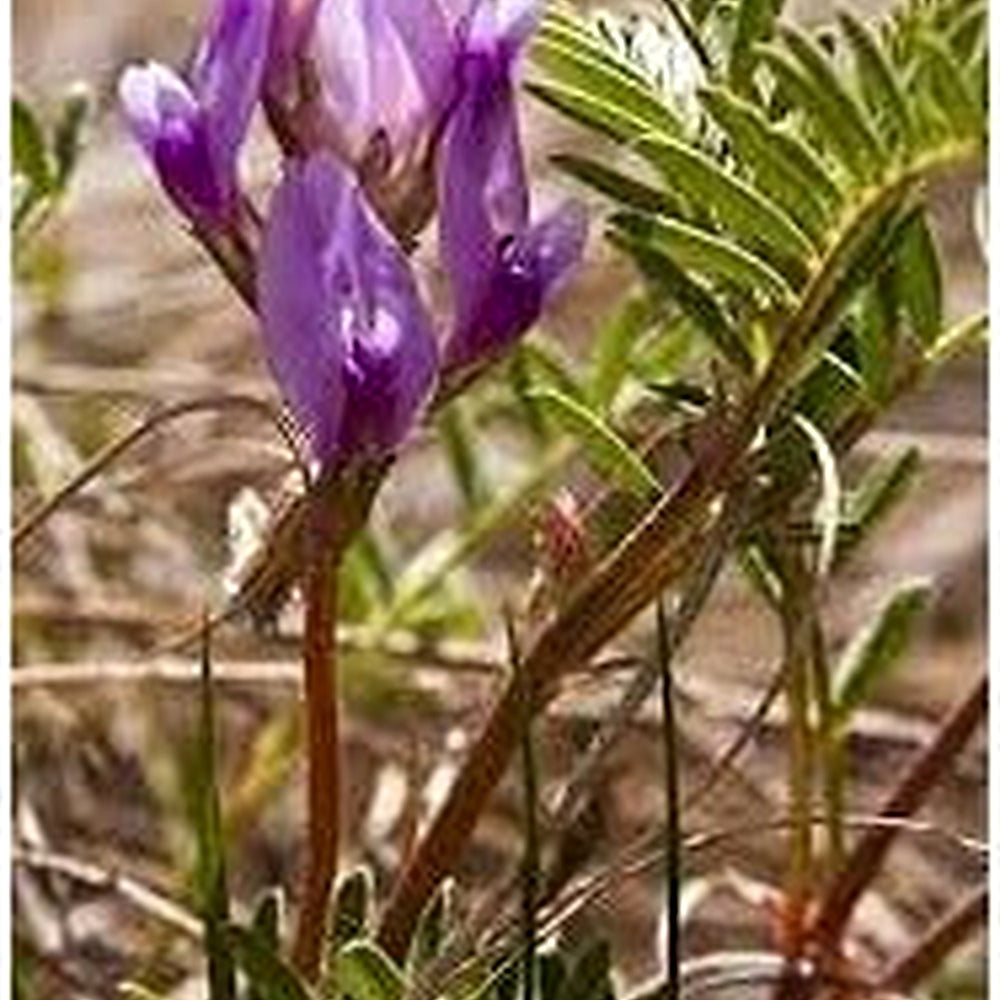 Heirloom Astragalus Crassicarpus Flower Seeds Non-GMO for Garden Planting Wild Prairie Blooms [neera-v5-8697032a61f7aeaf8e0a]