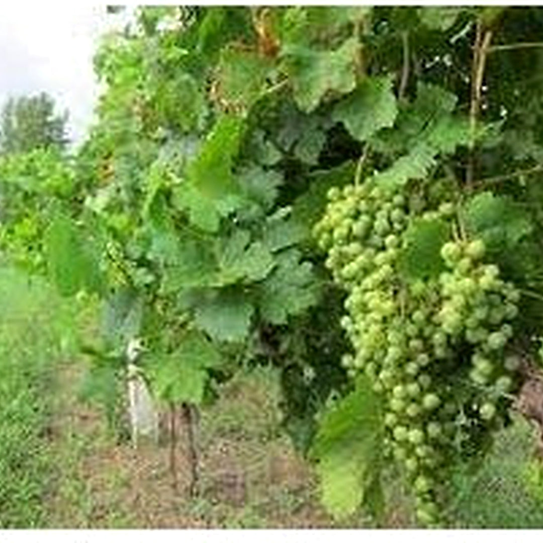 Red Rhombifolia Fruit Seeds for Planting [neera-v5-8699f17131df025c4f34]