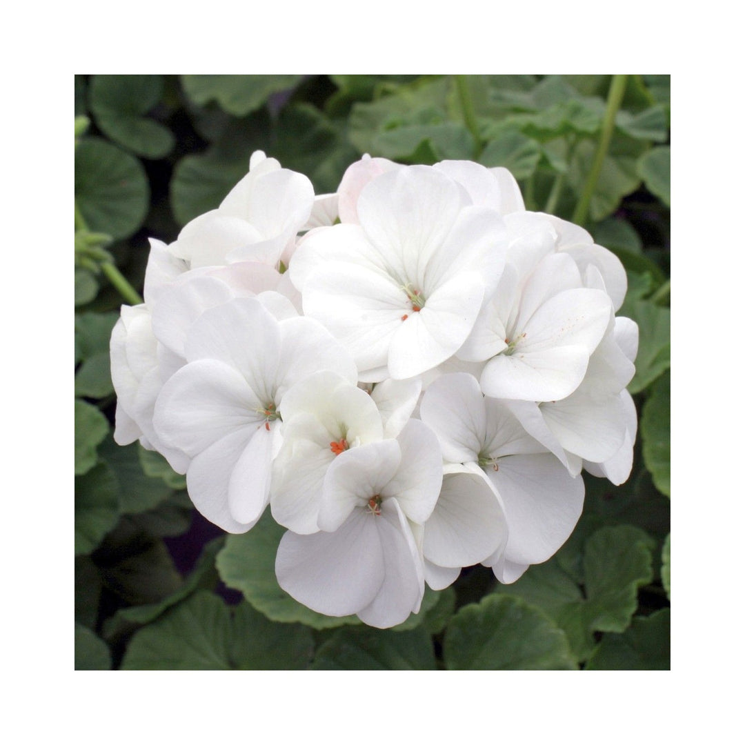 White Pelargonium Flower Heirloom Non Gmo For Garden Planting Flower Seeds for Home Garden [neera-v5-86a3aaffc4c1a1a65112]