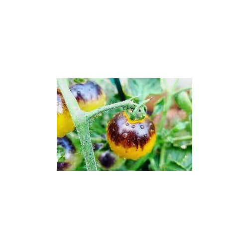 Yellow and Black Tomato Seeds for Planting [neera-v5-86bf59d862f062af5eb2]