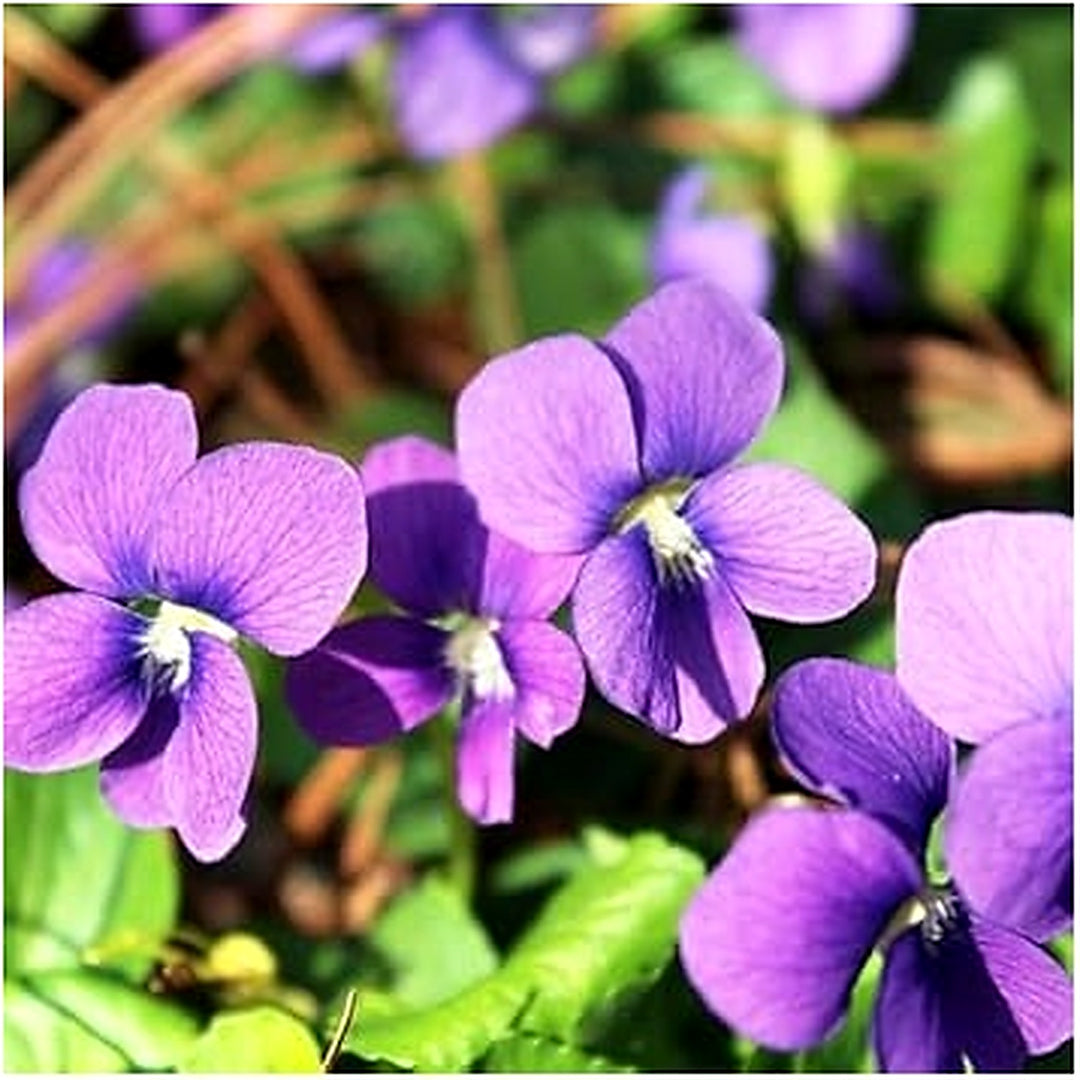 Heirloom Viola Flower Seeds Non-GMO for Garden Planting Edible Colorful Blooms [neera-v5-86c49a8e584d003a431e]