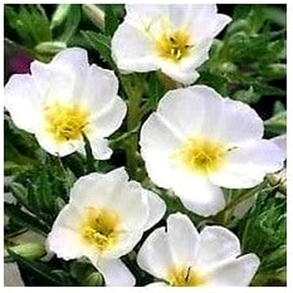 White Evening Primrose Flower Seeds for Planting | Heirloom Non-GMO High Germination Organic Garden Seeds [neera-v5-86c529b3600b89fc4adb]