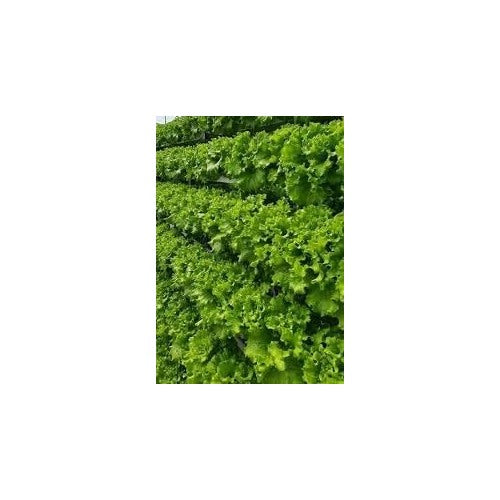 Lettuce Seeds for Planting [neera-v5-86c52e2660e238e86c5d]