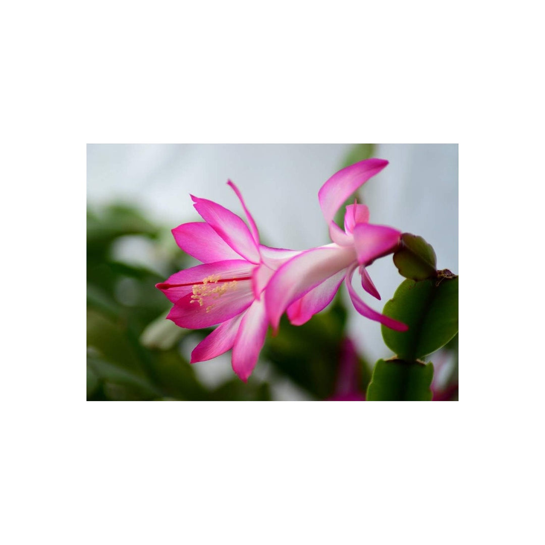 Pink White Schlumbergera Flower Flower Seeds for Home Garden Planting, Decorative Organic Blooming [neera-v5-86c911208ea686b8b48a]