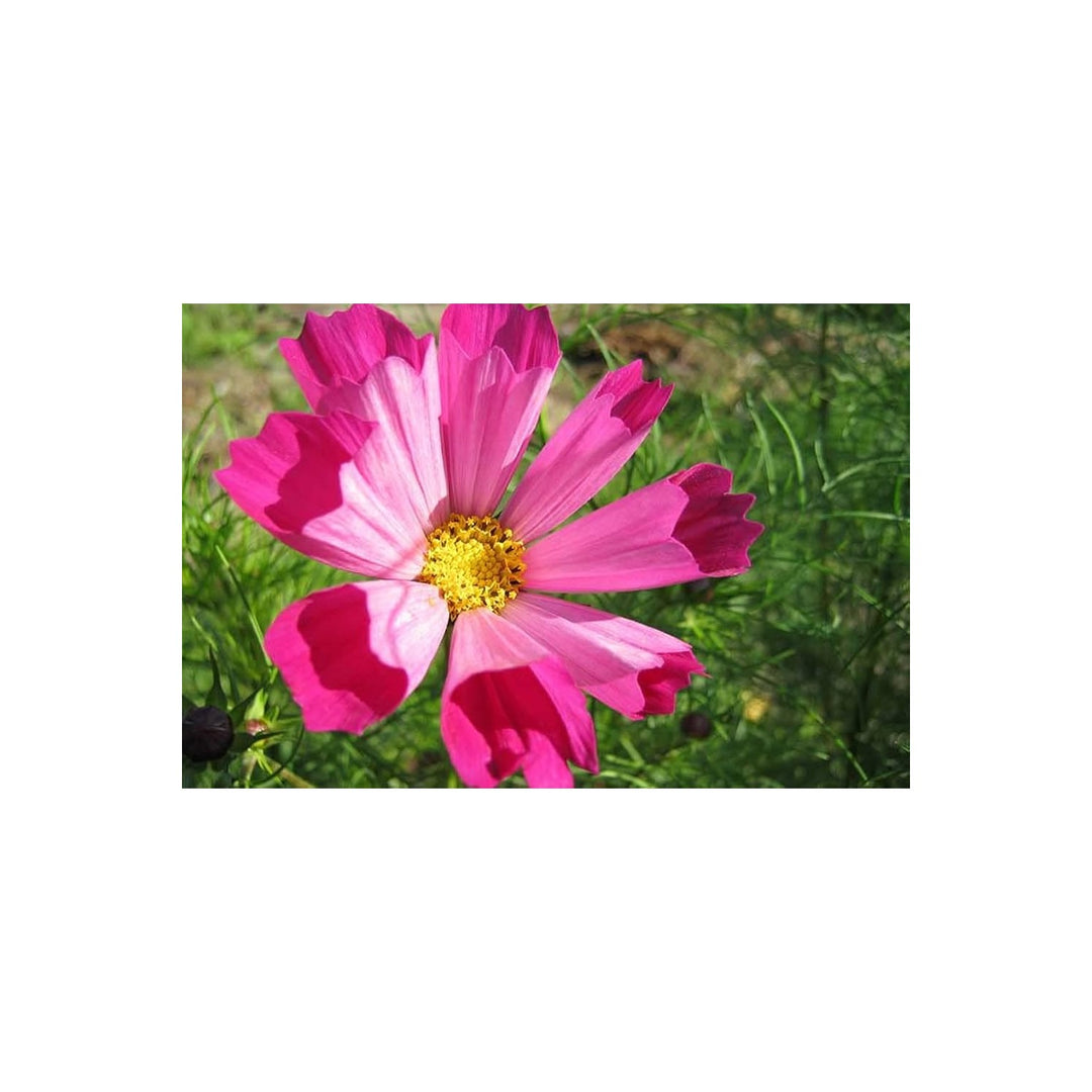 Cosmos Cosmos Bipinnatus Sea Shells Flower For Planting Unique Petal Shape For Garden Borders [neera-v5-86ca58aa76b4aed9d1df]