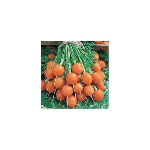 Parisian Carrot Vegetable Seeds for Planting [neera-v5-86cabad816736c916cb2]