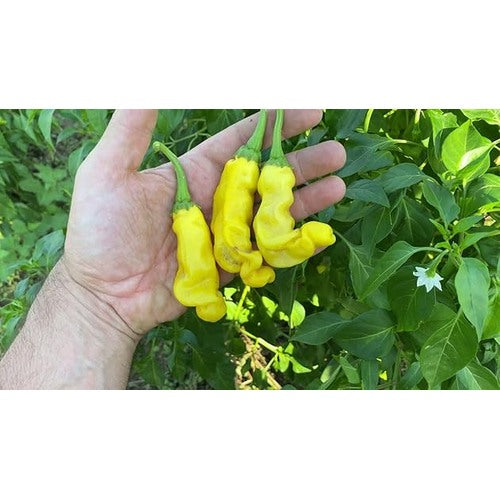 Peter Pepper Vegetable Seeds for Planting [neera-v5-86d4084b75eecbb83364]