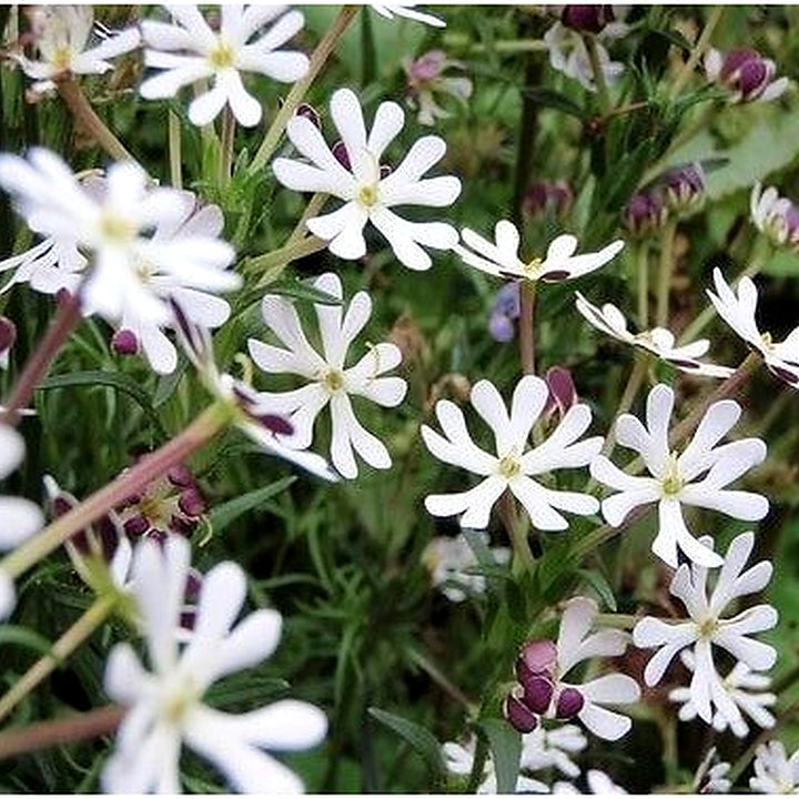 White Zaluzianskya Flower Seeds for Planting [neera-v5-86d8156eeeae856acbcc]