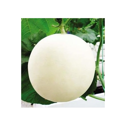 Hami Melon Fruit Seeds for Planting [neera-v5-86e40115123dc760bcd2]