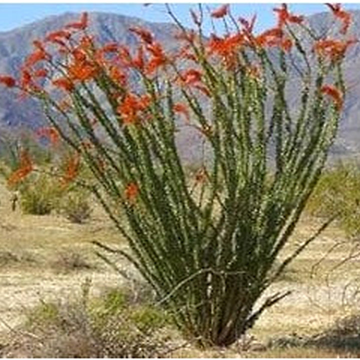 Ocotillo Fouquieria Splendens Plant Seeds for Planting [neera-v5-86f3923cf9c54d271504]