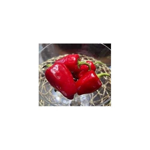 Halaby Pepper Vegetable Seeds for Planting [neera-v5-86ffe9c4b7f55de0f23b]