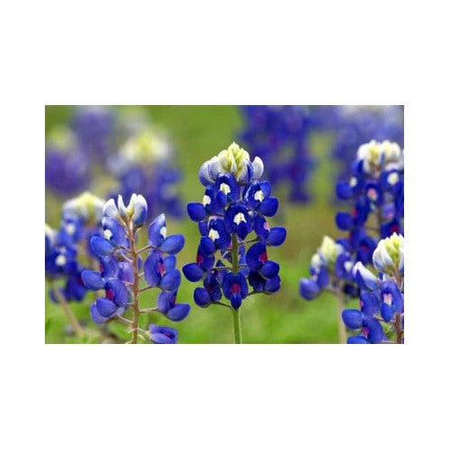 Texas Bluebonnet Lupine Planting Texas State Flower Lone Star Lupine Free Ship Heirloom Non Gmo [neera-v5-8703469168c057f5ee31]