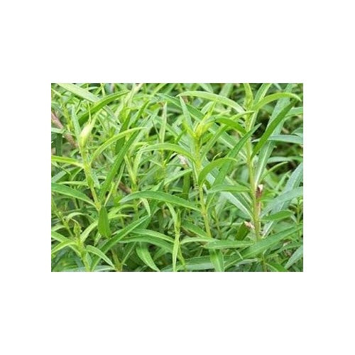 Tarragon Plant Seeds for Planting [neera-v5-87052c913af541574588]