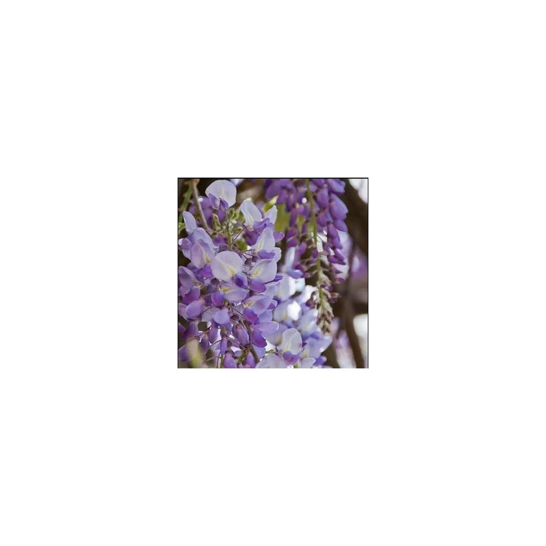 Purple Japanese Wisteria Floribunda Climbing Vine For Planting Non Gmo Heirloom Flower Seeds for [neera-v5-87072212828096d8f35a]