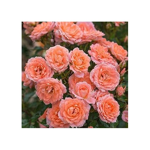 Orange Double-Petal English Rose Seeds [neera-v5-87078e80f95ca2b1f112]