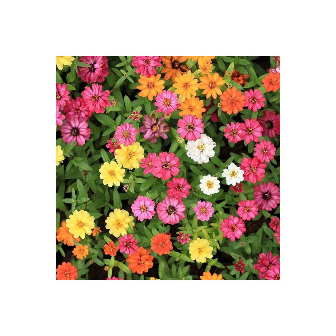 Zinnia Profusion Fire Zinnia Elegans Flower For Sunny Beds And Home Garden Planting Flower Seeds [neera-v5-870901e0e9a972ebbc3b]