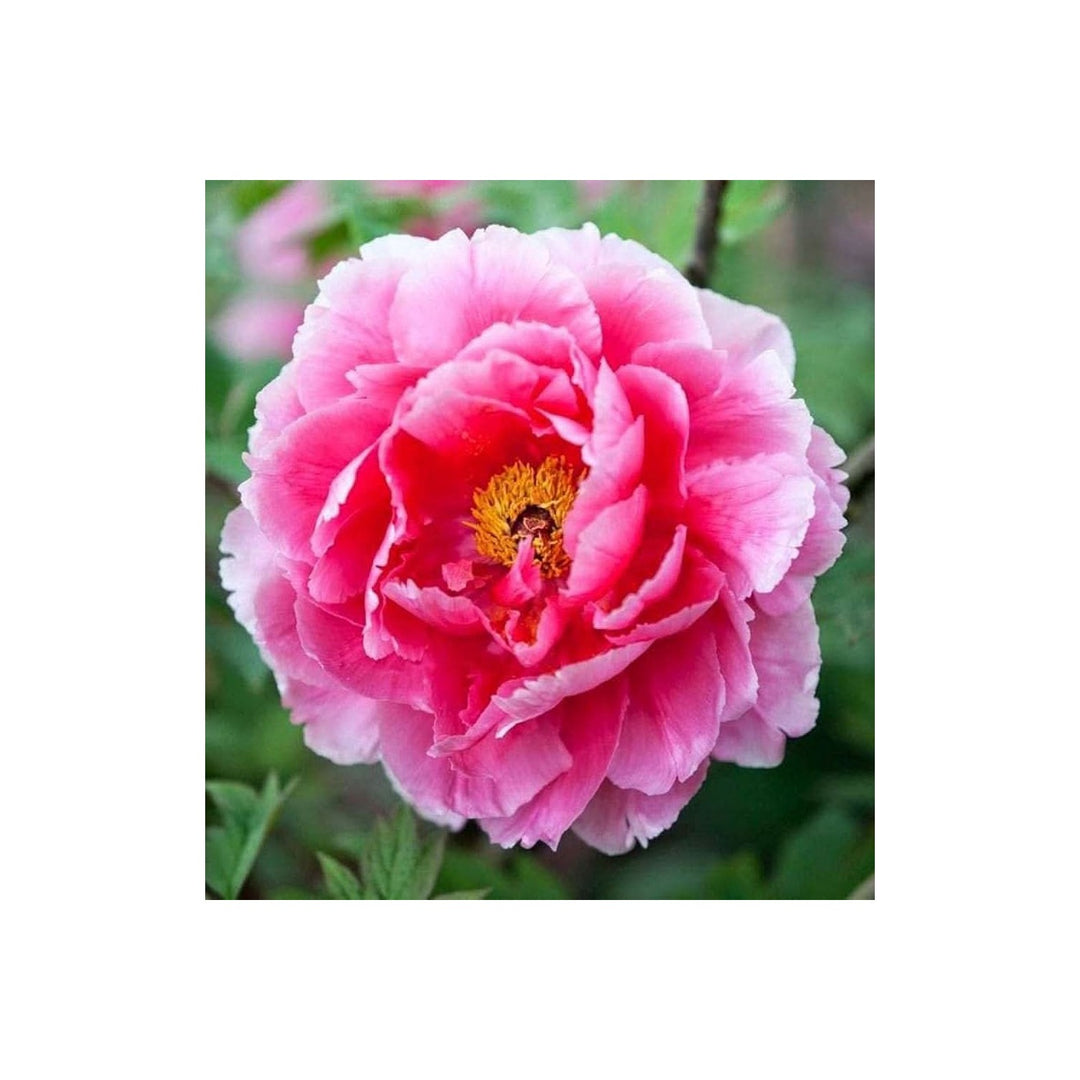 Peony Paeonia Lactiflora Rare Flower For Planting In Backyard Garden Beds Flower Seeds for Home [neera-v5-87114ae7cf8c8ea8cb26]