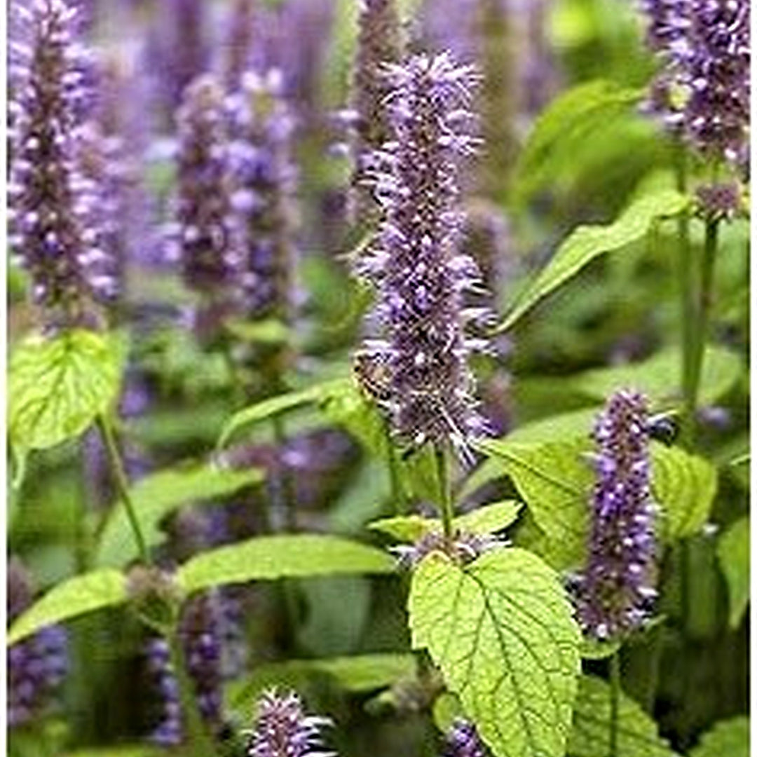 Purple Hyssop Plant Seeds for Aromatic and Medicinal Garden Use [neera-v5-871e4a7243f11b8e6197]