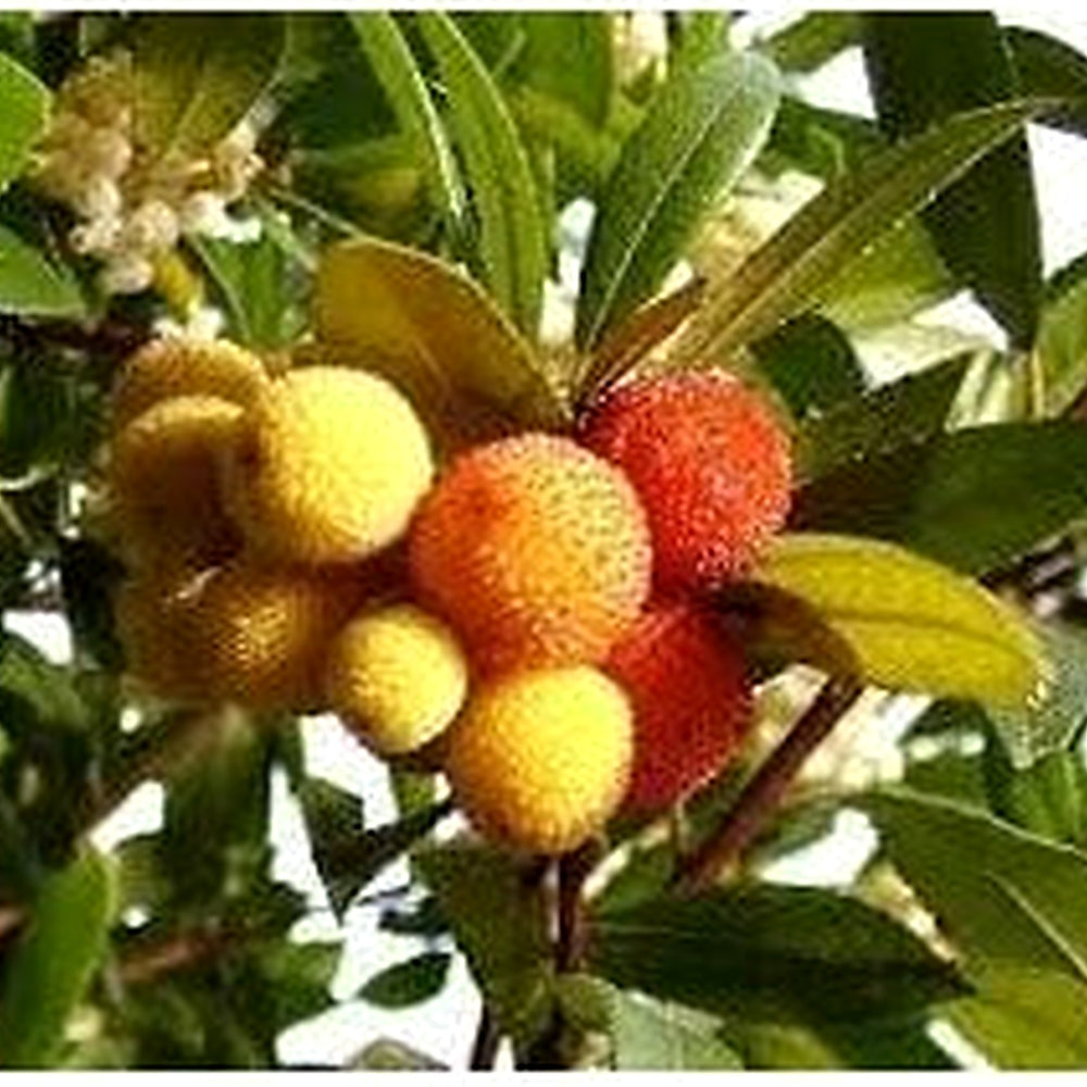 Yellow Red Bayberry Fruit Seeds for Planting [neera-v5-87260e40cb970e5c38a2]