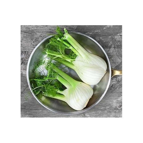 Fennel Plant Seeds [neera-v5-873ab6c41069ed0eb6da]