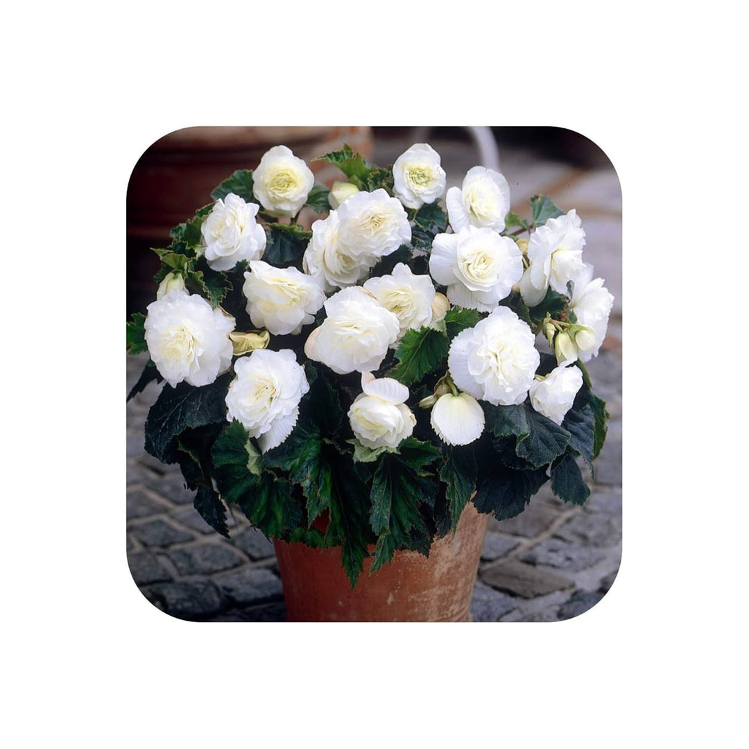 White Go Go Begonia Begonia Semperflorens For Planting In Home Gardens Flower Seeds for Home Garden [neera-v5-87470484f762e927cc3c]