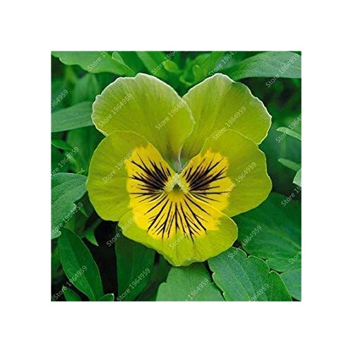 Organic Green Pansy Flower Seeds for Planting [neera-v5-874bf9de4f8ae1c28819]