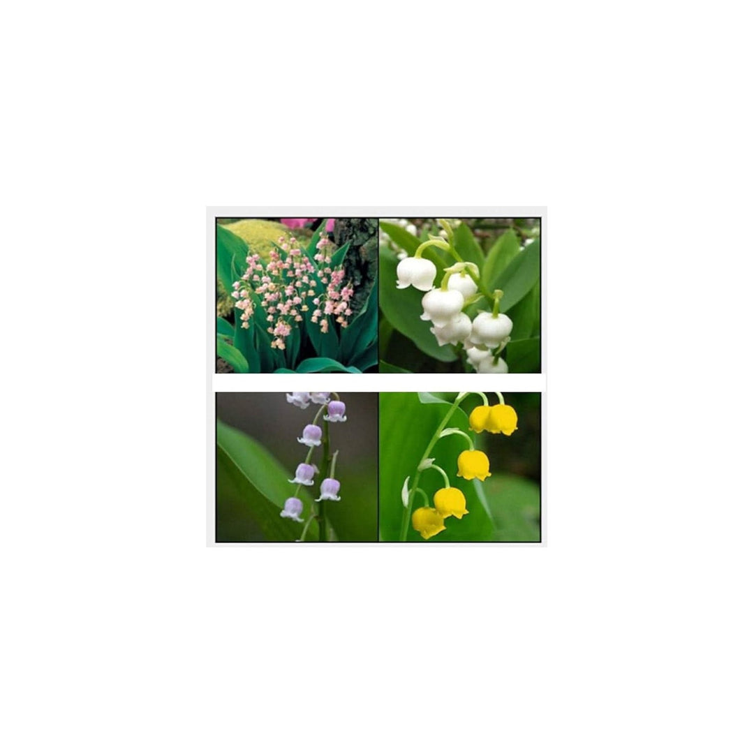 Lily Of The Valley Multicolor Easy Grow Plant Flower Seeds for Home Garden Planting Landscape Heirloom Non Gmo Seeds for Planting Organic Garden Seeds [neera-v5-87514a50d753ccdfec11]