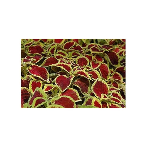 Yellow Dragon Coleus Plant Seeds [neera-v5-875df25eab7e126e6893]