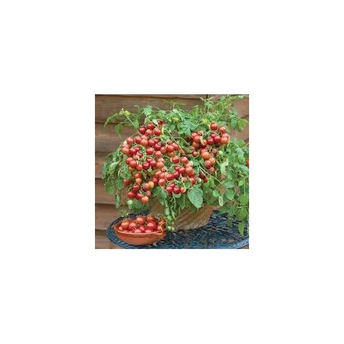 Tiny Tim Tomato Seeds for Planting | Heirloom, Non-GMO, High Germination Organic Garden Seeds [neera-v5-875f0ae491fea4402799]