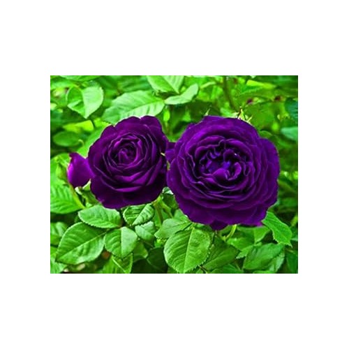 Violet Double Petal English Rose Flower Seeds [neera-v5-87613274209d121b005a]