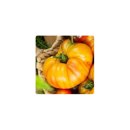 Pineapple Tomato Seeds for Planting [neera-v5-8774994d65b578dc6dea]