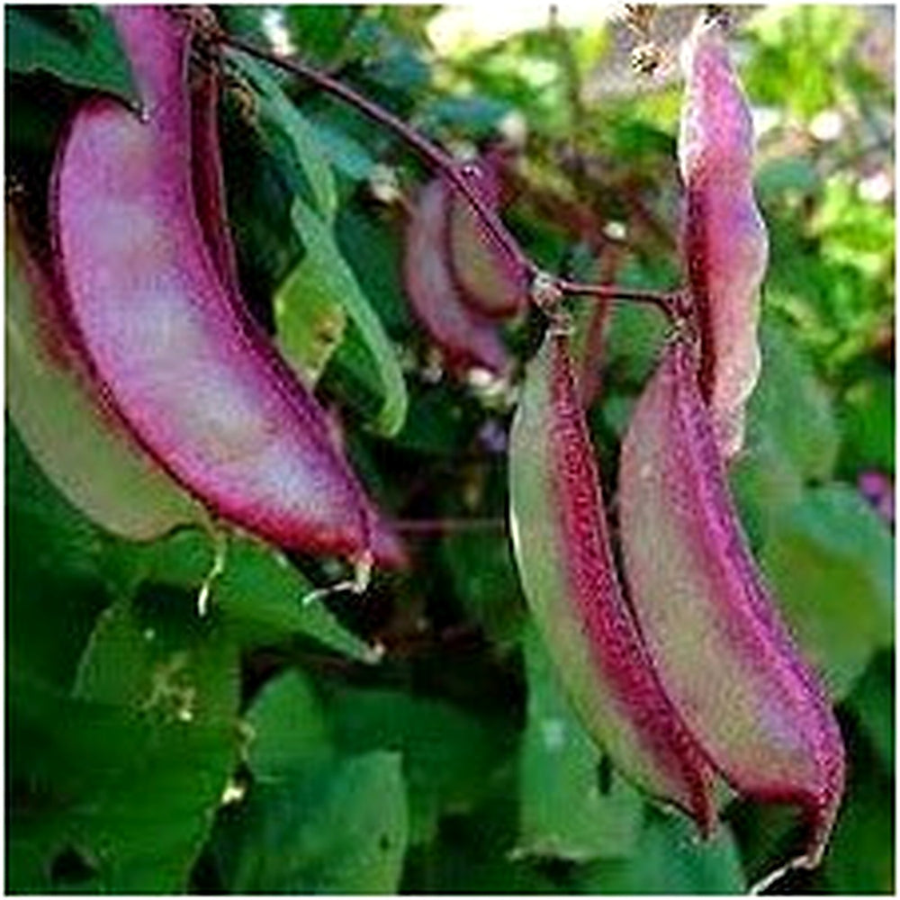 Heirloom Purple Hyacinth Bean Seeds for Planting [neera-v5-877a5d8a82d44ee7dd7a]