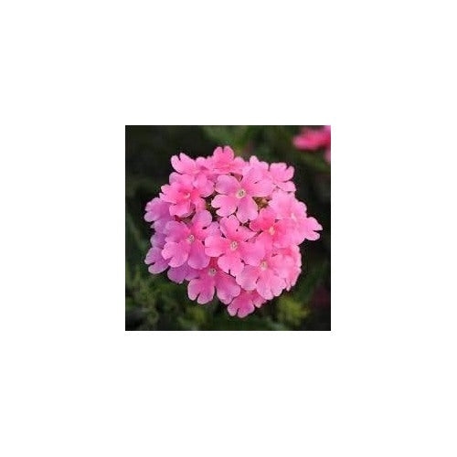 Baby Pink Verbena Flower Seeds for Planting [neera-v5-877be5c0c04d5e46930e]