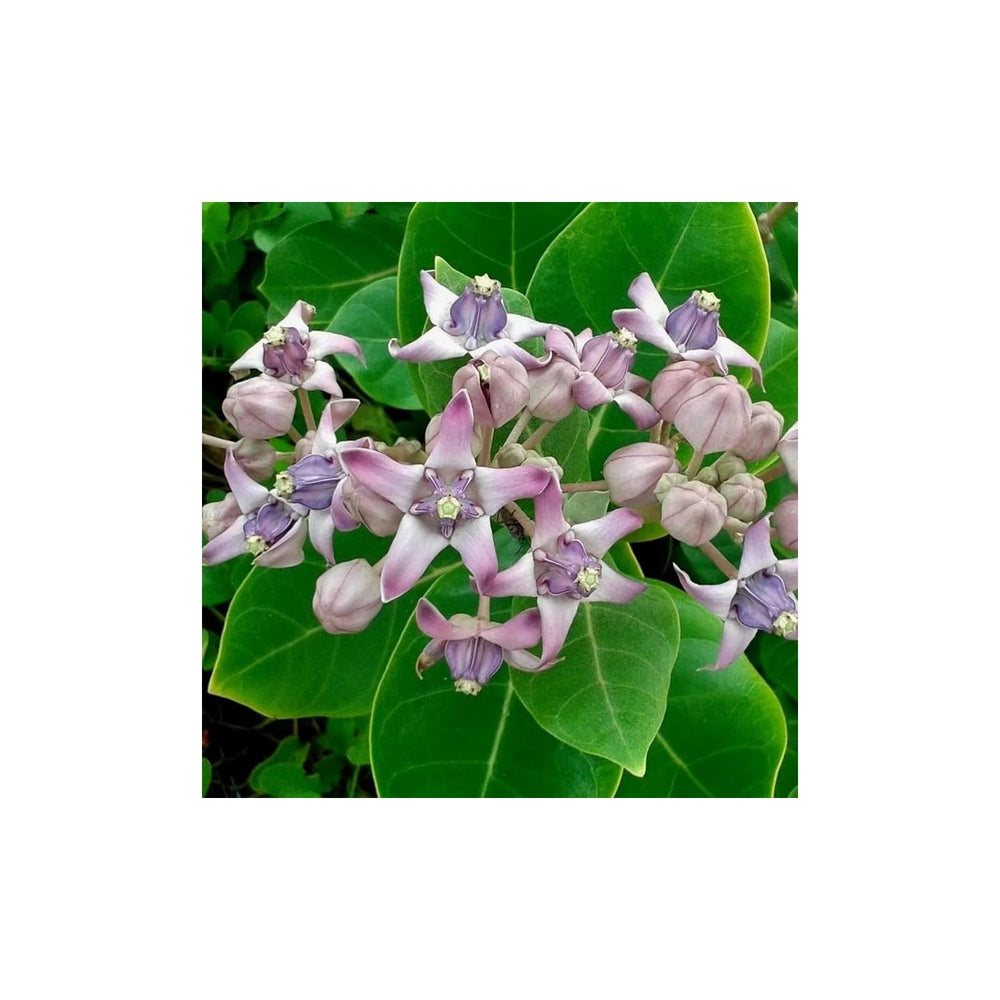 Heirloom Calotropis Gigantea Flower Non Gmo Giant Milkweed Blooms Butterfly Garden Planting [neera-v5-877c2574dceacd191a15]