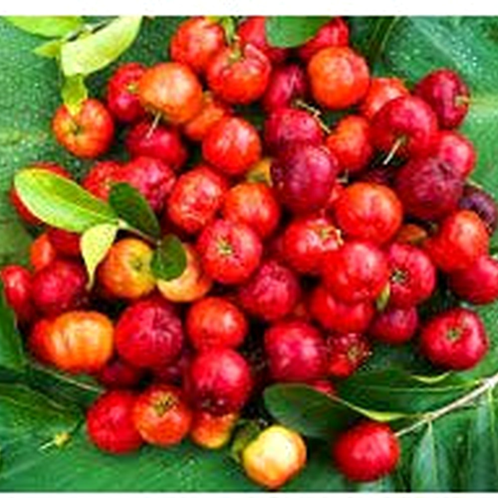 Heirloom Barbados Cherry Fruit Seeds for Planting [neera-v5-878012c6ea9d7e144f74]