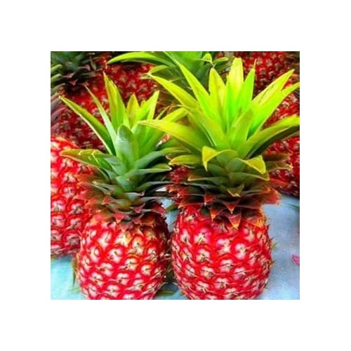 Red Pineapple Fruit Seeds for Planting [neera-v5-87852782cf40cf8e8654]