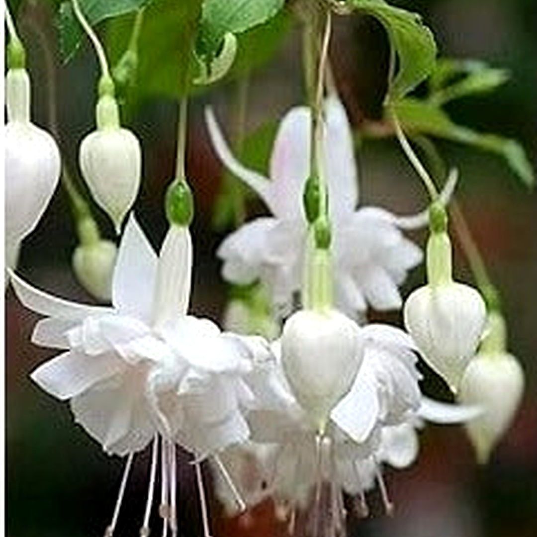 White Fuchsia Flower Seeds [neera-v5-878946b87bc9799fe6f2]