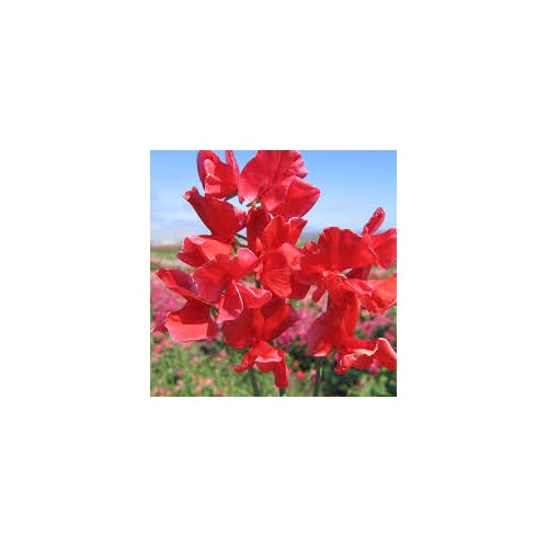 Red Sweet Pea Flower Seeds for Planting [neera-v5-8790e20f782deef40e39]