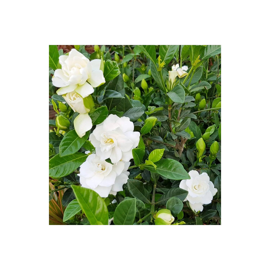 White Gardenia Jasminoides Flower Planting Heirloom Non Gmo Organic Flower Seeds Home [neera-v5-87ba61ee4dc9c22c2739]