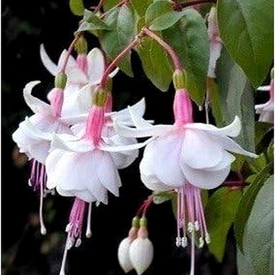 White Pink Heirloom Non Gmo Fuchsias Flower Elegant Blooms For Garden Planting Flower Seeds for [neera-v5-87c0ae8051c5451af430]