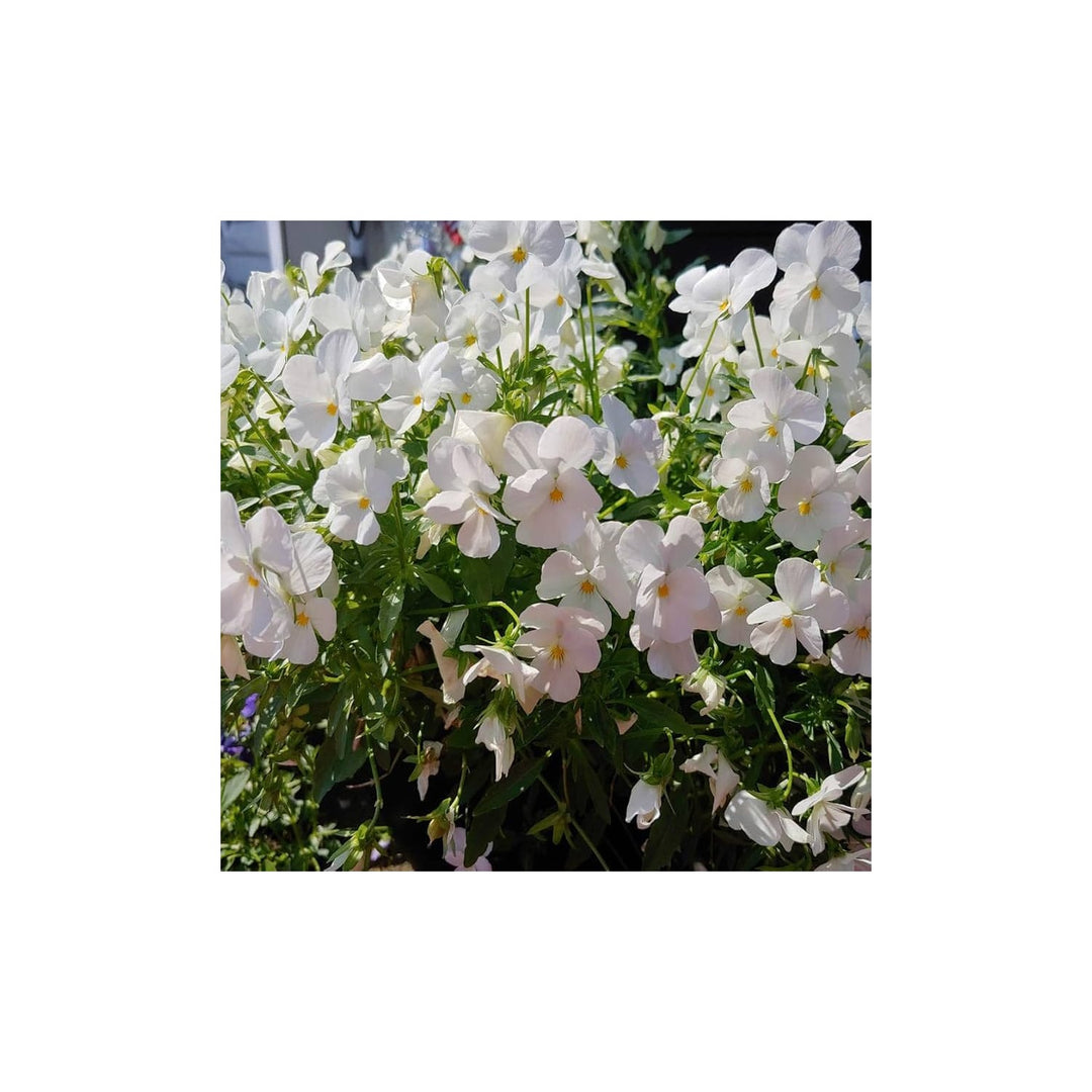 White Cool Wave Pansy Viola X Wittrockiana Flower For Planting In Backyard Gardens Flower Seeds for [neera-v5-87cc52962c71f04fb79c]