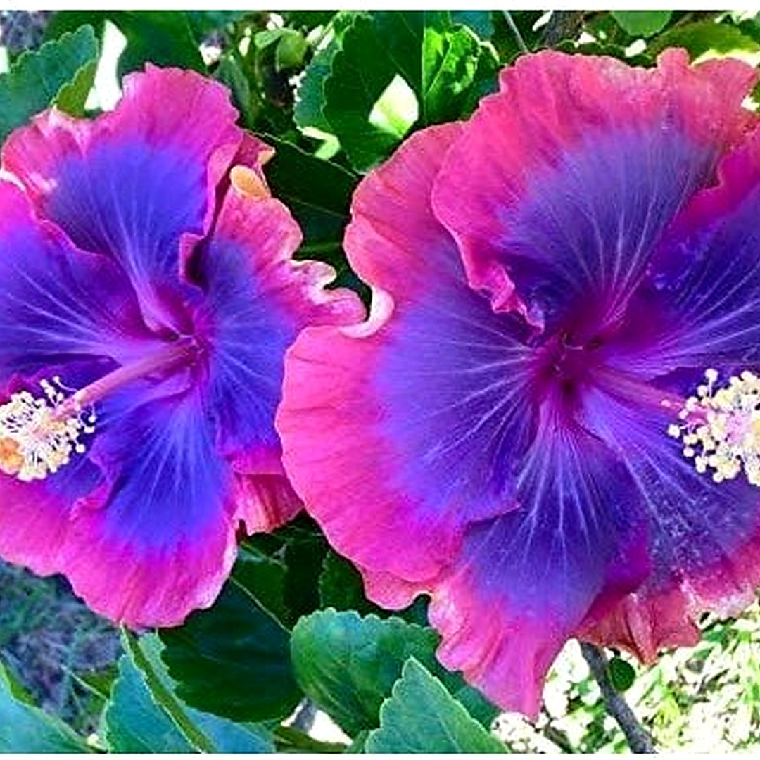 Giant Hibiscus Flower Seeds for Planting [neera-v5-87e160a9c232c9e81748]