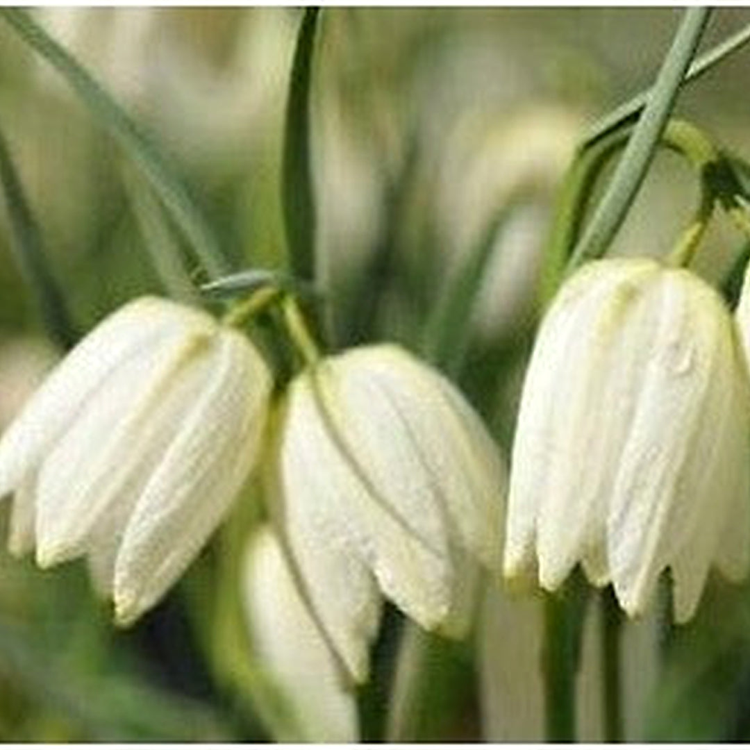 White Imperial Wang Fritillaria Heirloom Non-GMO Seeds for Planting [neera-v5-87e1a88f0314c0c0a058]