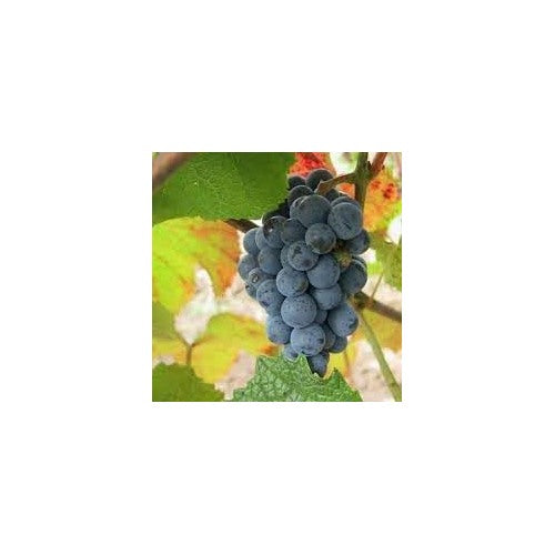 Uva Trepadoras Fruit Seeds for Planting [neera-v5-87e537ccf60de0e31598]