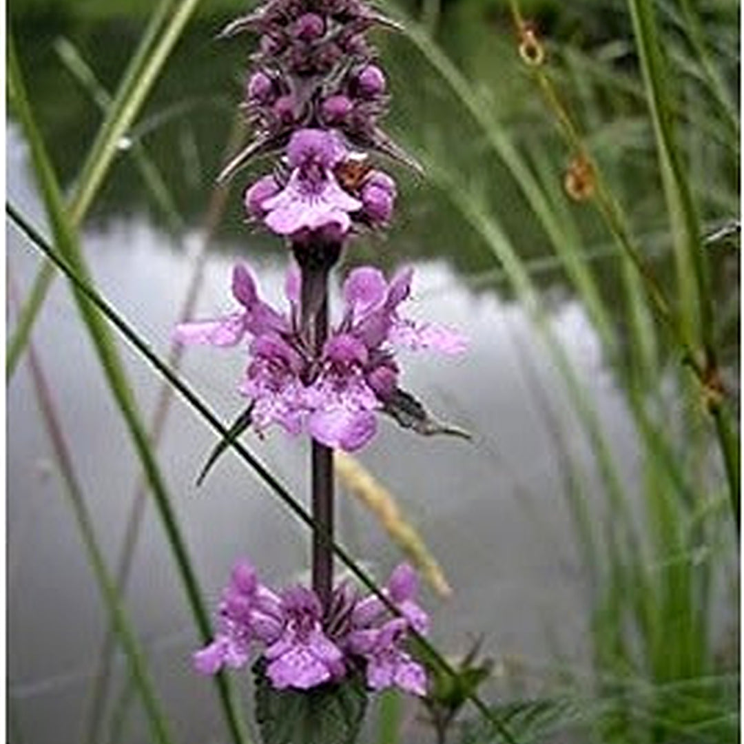 Marsh Woundwort Purple Flower Seeds [neera-v5-87e945cf0f747dd15171]