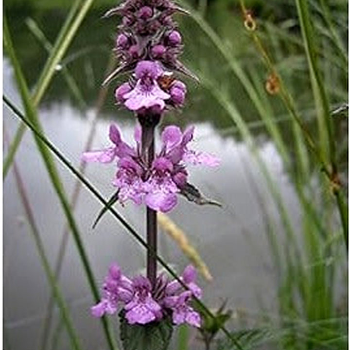 Marsh Woundwort Purple Flower Seeds [neera-v5-87e945cf0f747dd15171]