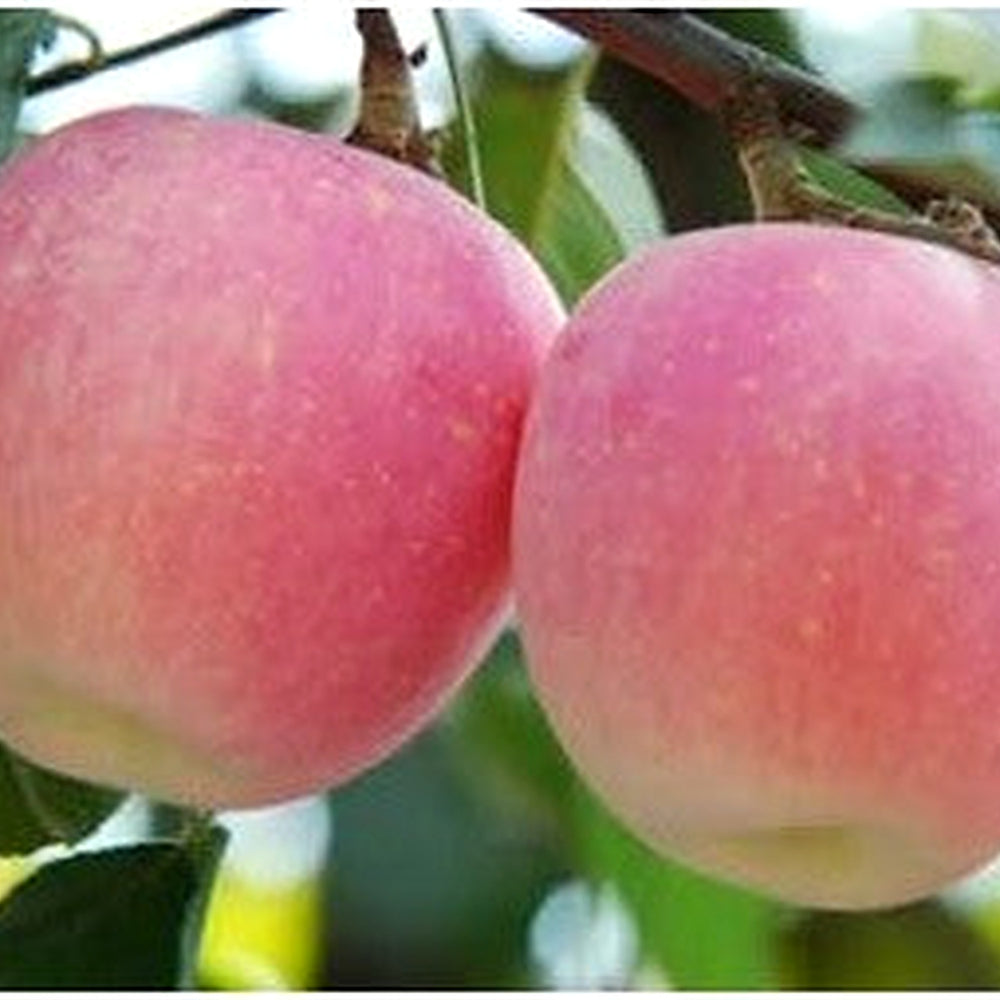 Green Lasiacantha Fruit Seeds for Planting | Heirloom Non-GMO Organic Seeds for Unique, Nutritious Garden Fruits [neera-v5-87efc3d29ce3c66d63d5]